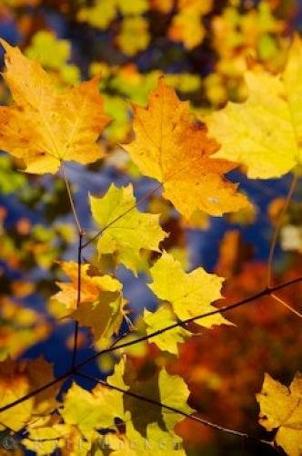 Photo: 
Beautiful Golden Autumn Leaves Algonquin Canada