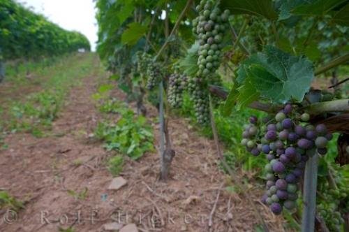 Photo: 
Grape Vineyard Domaine De Grand Pre