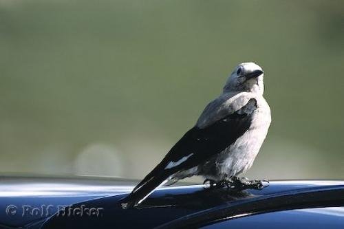 Photo: 
Gray Jay Bird