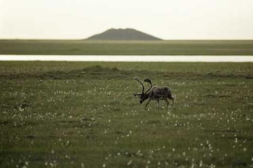 Photo: 
grazing caribou