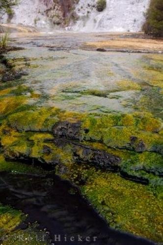 Photo: 
Green Algae Terraces Orakei Korako