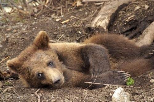 Photo: 
Grizzly Bear Baby