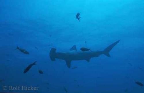 Photo: 
Hammerhead Shark Photos