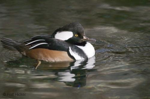 Photo: 
Picture of a Hooded Merganser