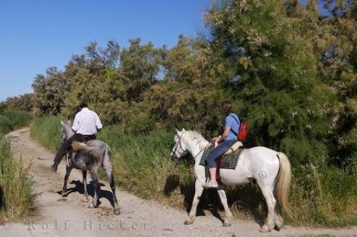 Photo: 
Horse Riding Adventure Camargue France