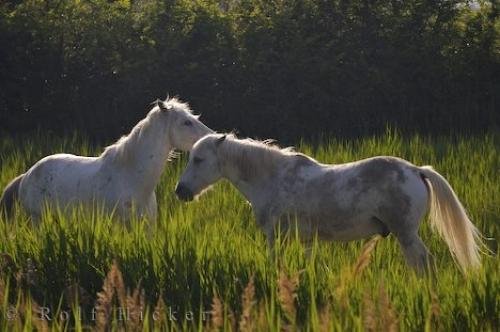 Photo: 
Picture Of Mystic Horses Camargue France