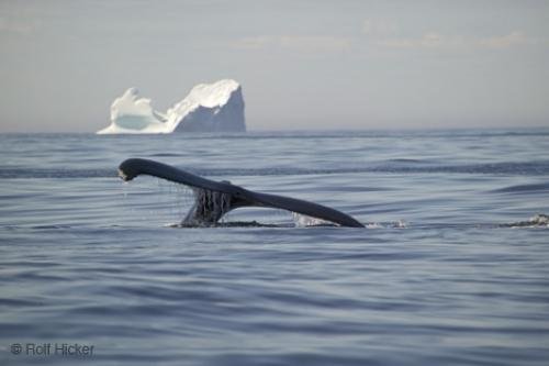 Photo: 
Humpback Whale With Iceberg