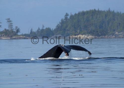 Photo: 
Humpback Whale Tail Coastal photo