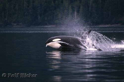 Photo: 
Hunting Killer Whale