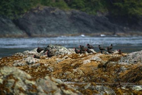 Photo: 
oyster catcher Rock