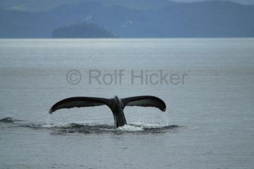 Photo: 
humpback whale fluke