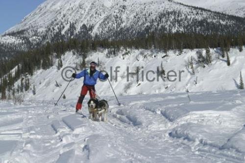 Photo: 
Skijoring Husky Pull