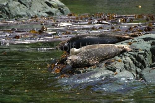 Photo: 
habor seal