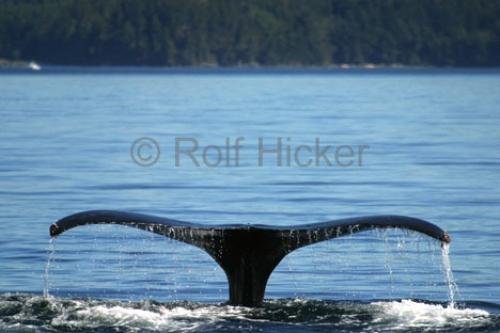 Photo: 
Fluke Humpback Whale Water Running