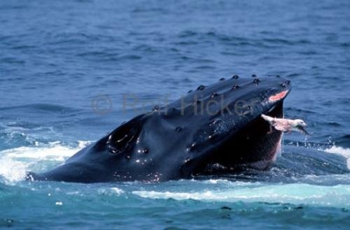 Photo: 
humpback whale feeding