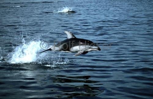 Photo: 
picture of the dolphins