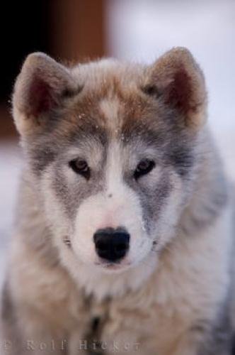 Photo: 
Indigenous Canadian Eskimo Dog Puppy Churchill Manitoba Canada