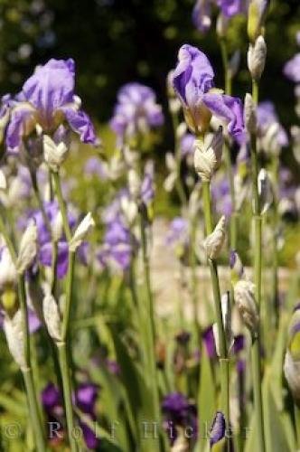 Photo: 
Iris Flowers