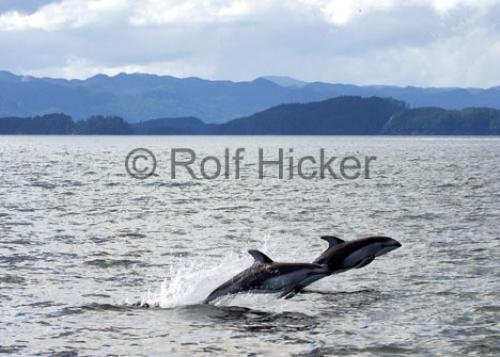 Photo: 
jumping dolphin photo