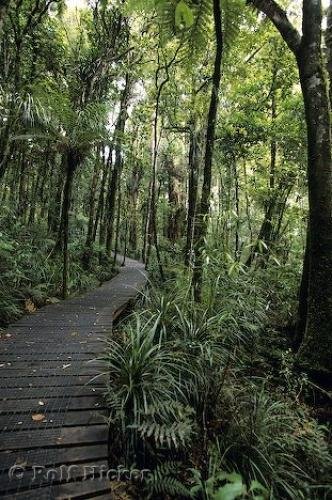 Photo: 
Kauri New Zealand