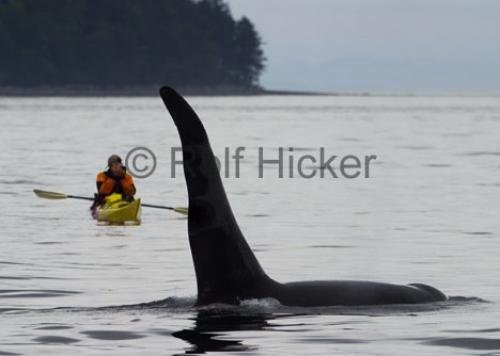 Photo: 
Kayak With Orca Whale