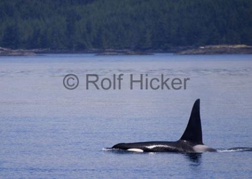 Photo: 
Kayaking Tour British Columbia