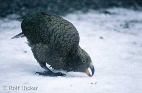 Photo: 
Kea Bird New Zealand Parrot
