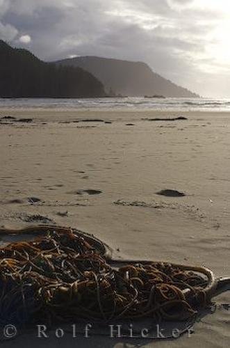 Photo: 
Kelp West Coast