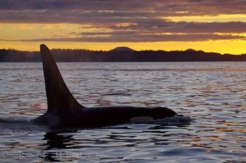 Photo: 
Killer Whale Beauty At Sunset British Columbia Canada