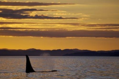 Photo: 
Killer Whale Catnap Northern Vancouver Island