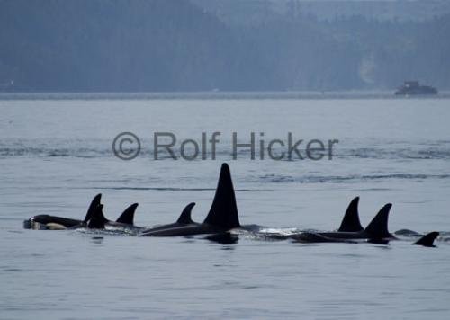 Photo: 
killer whale family  Johnstone Strait