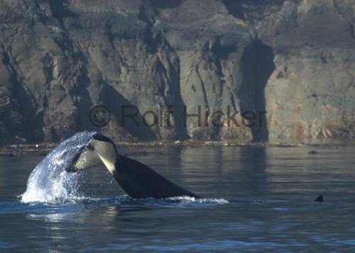 Photo: 
Killer Whale Fluke