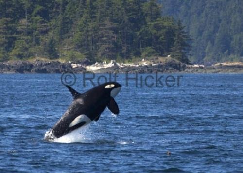 Photo: 
Male Killer Whale Jumping Breaching