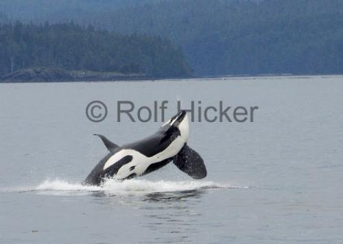 Photo: 
Killer Whale Male Breaching