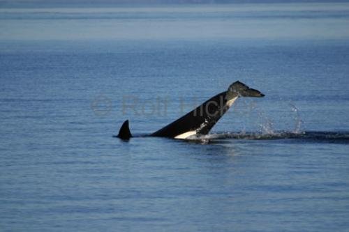 Photo: 
Killer Whale Tricks