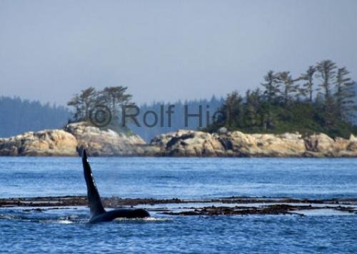 Photo: 
Killer Whale With Scenery