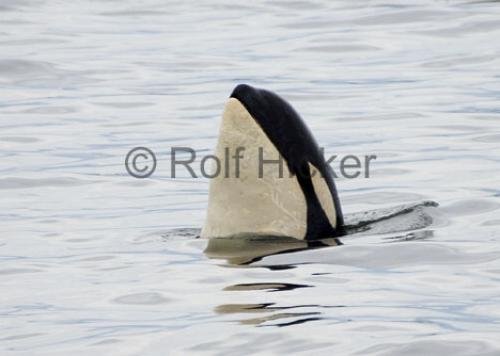 Photo: 
Killer Whale