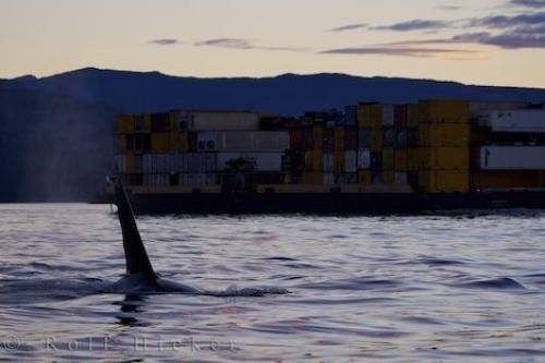 Photo: 
Killer Whales Boat Traffic Northern Vancouver Island
