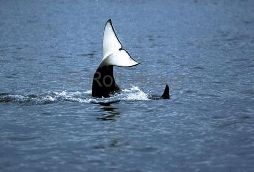 Photo: 
Killer Whales Performing