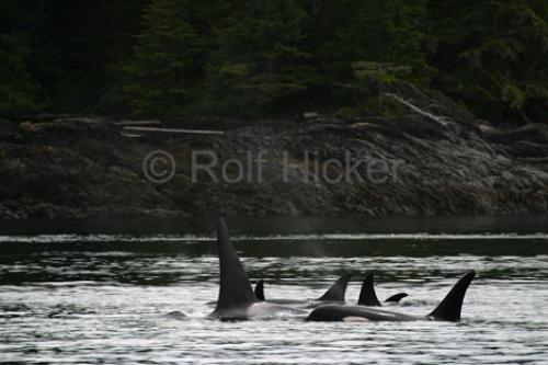 Photo: 
killer-whales 0373 IMG