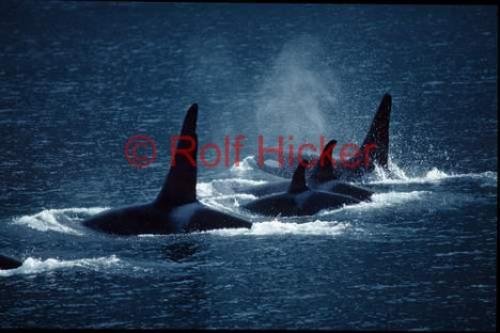 Photo: 
killer-whales 22444n