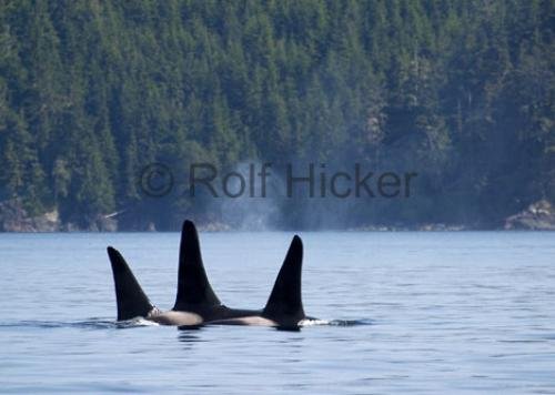 Photo: 
orca males a 36