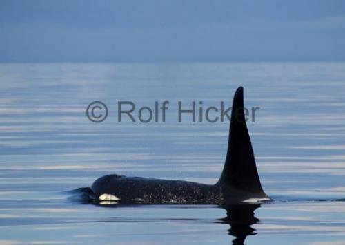 Photo: 
killer-whales CRW 3507