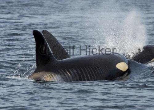 Photo: 
hurt killer whale A60