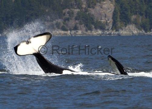 Photo: 
killer whales playing