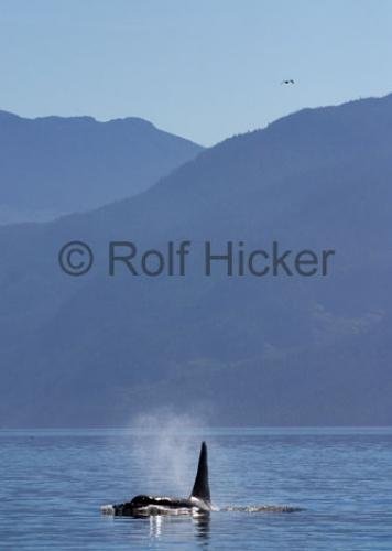 Photo: 
killer-whales CRW 7554