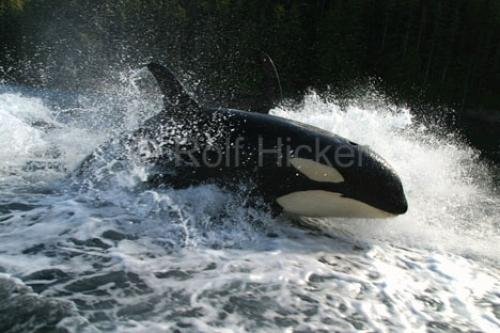 Photo: 
High Speed Surfing Killer Whales