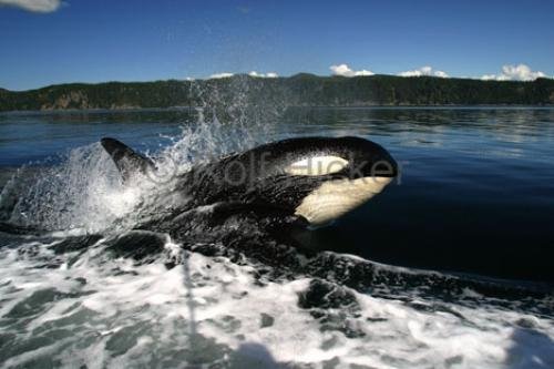 Photo: 
Vancouver Island Whale Watching Orca Whale