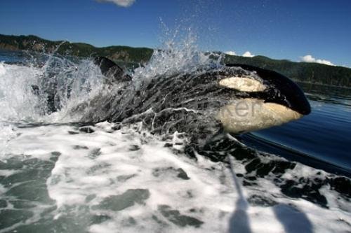 Photo: 
Killer Whales Following Boats