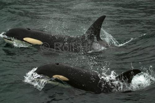 Photo: 
Whales In Johnstone Strait